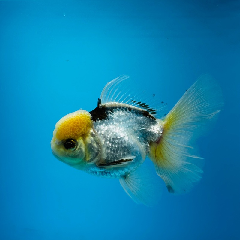 Thai Panda Giant Breed Orchid Tail Oranda Male 3.00 inch Body (KP-019)R1B09