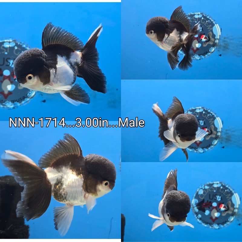 Thai Panda Oranda 3.00 inch Body Male (NNN-1714)R4B09