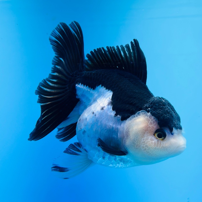 Thai Panda Oranda 4.00 inch Body Female (KP-038)R1A13