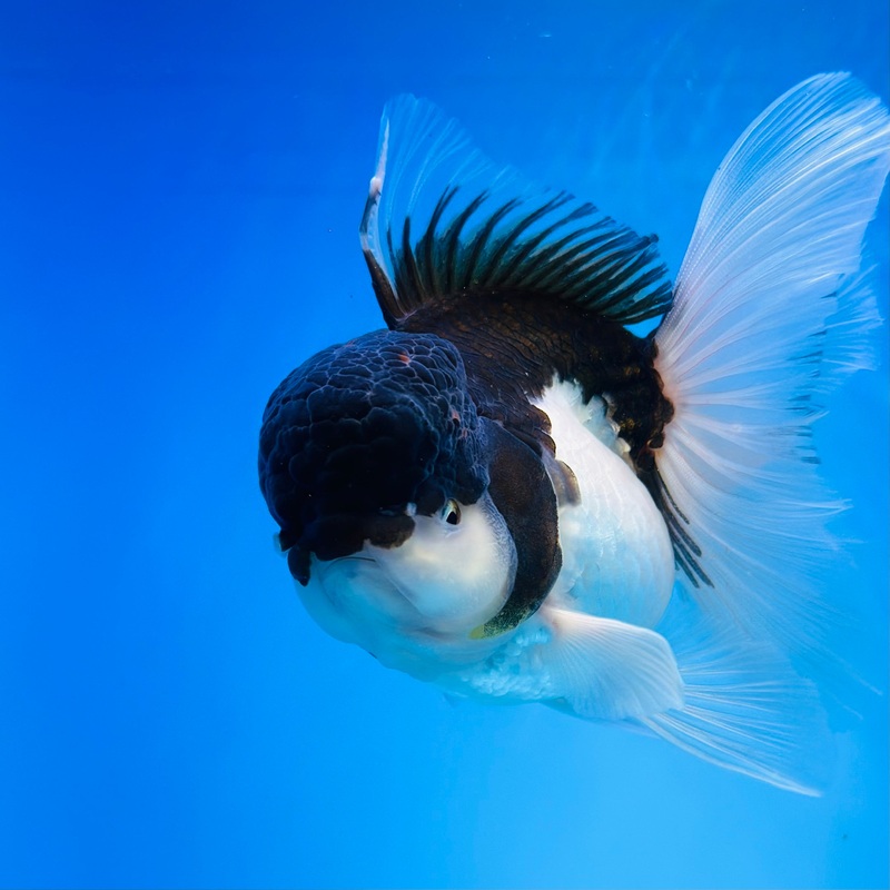 Thai Panda Oranda 4.00 inch Body Female (KP-040)R1A14