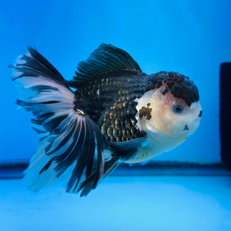 Thai Panda Oranda 4.00 inch Body Male (KP-041)R1A14