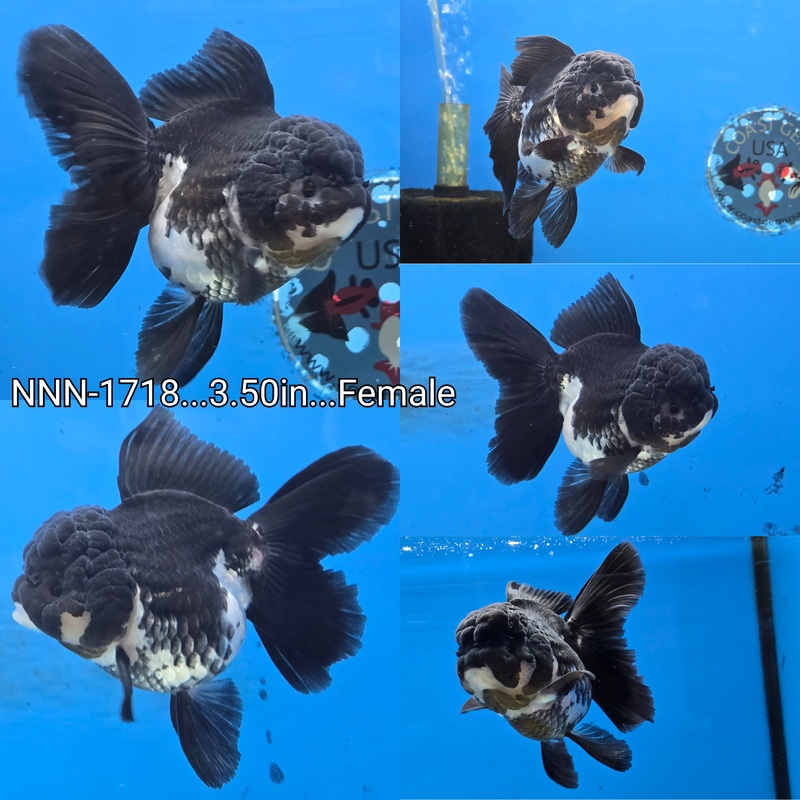Thai Panda Oranda Peacock Tail 3.50 inch Body Female (NNN-1718)R4B11