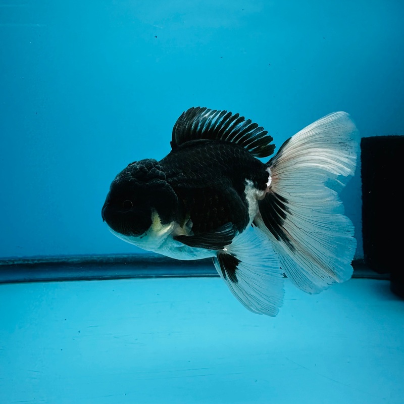 Thai Panda Orchid Tail Oranda 3.00 inch Body (KP-012)