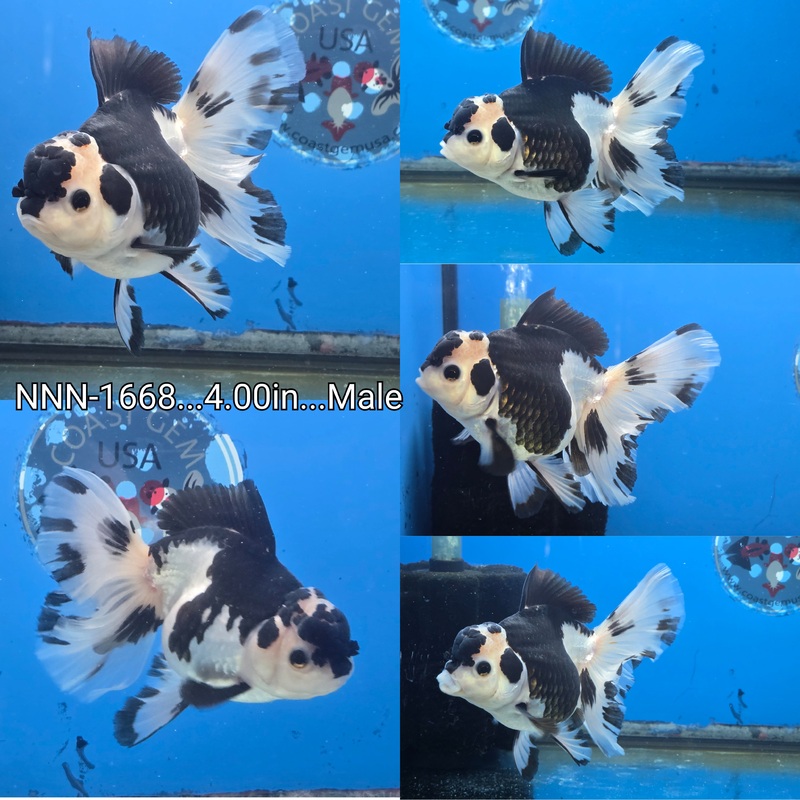 Thai Panda Orchid Tail Oranda 4.00 inch Body Male (NNN-1668)R1A11