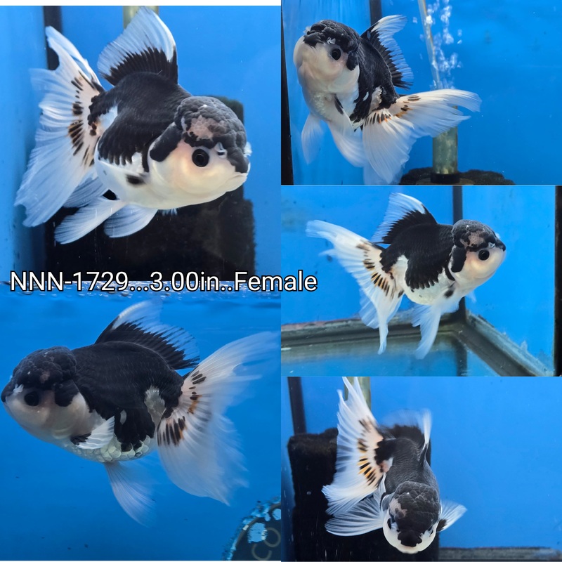 Thai Panda Peacock Tail Oranda 3.00 inch Body Female (NNN-1729)R4C10