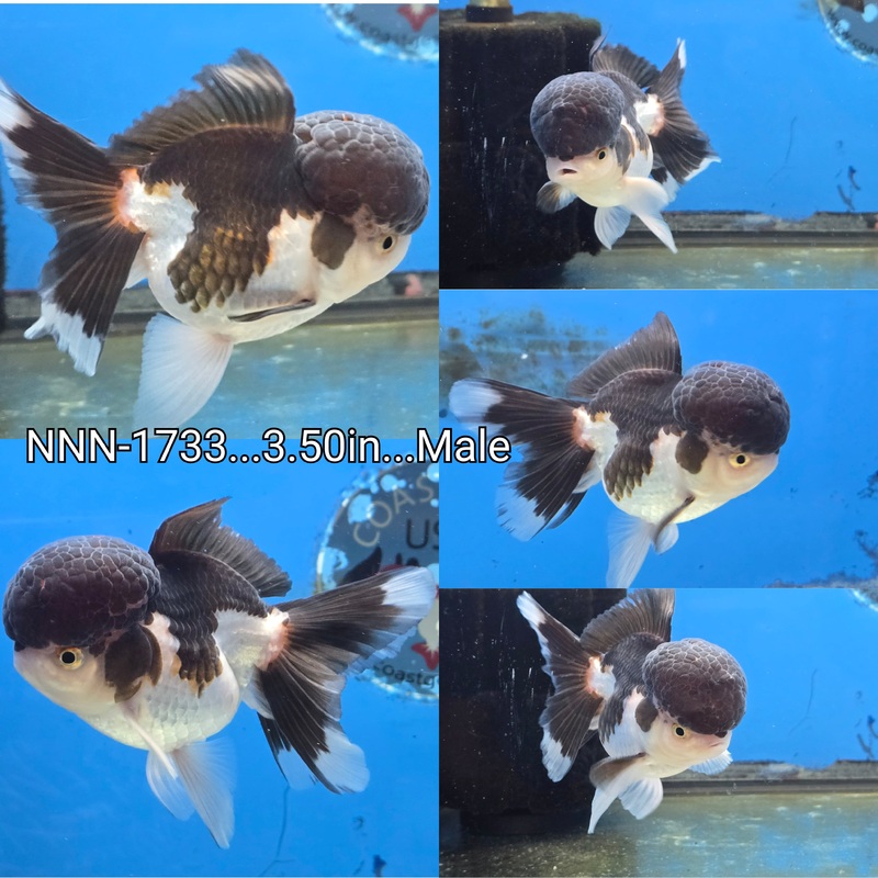 Thai Panda Peacock Tail Oranda 3.50 inch Body Male (NNN-1733)R1B12