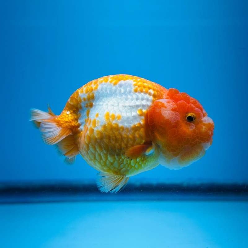 Thai Red/White Dragon Head Lionchu Ranchu 3.00 inch Body (KP-026)