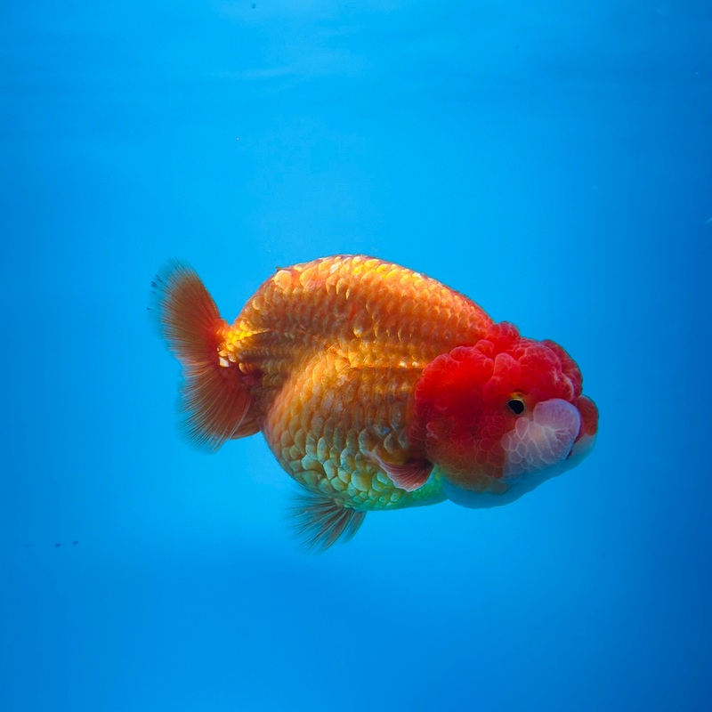Thai Red/White Dragon Head Lionchu Ranchu 3.00 inch Body (KP-027)