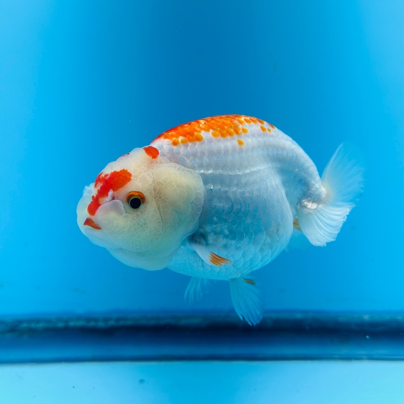 Thai Red/White Dragon Head Lionchu Ranchu 3.00 inch Body (KP-028)
