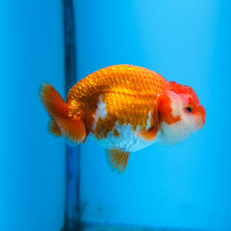 Thai Red/White Dragon Head Lionchu Ranchu 3.00 inch Body (KP-030)