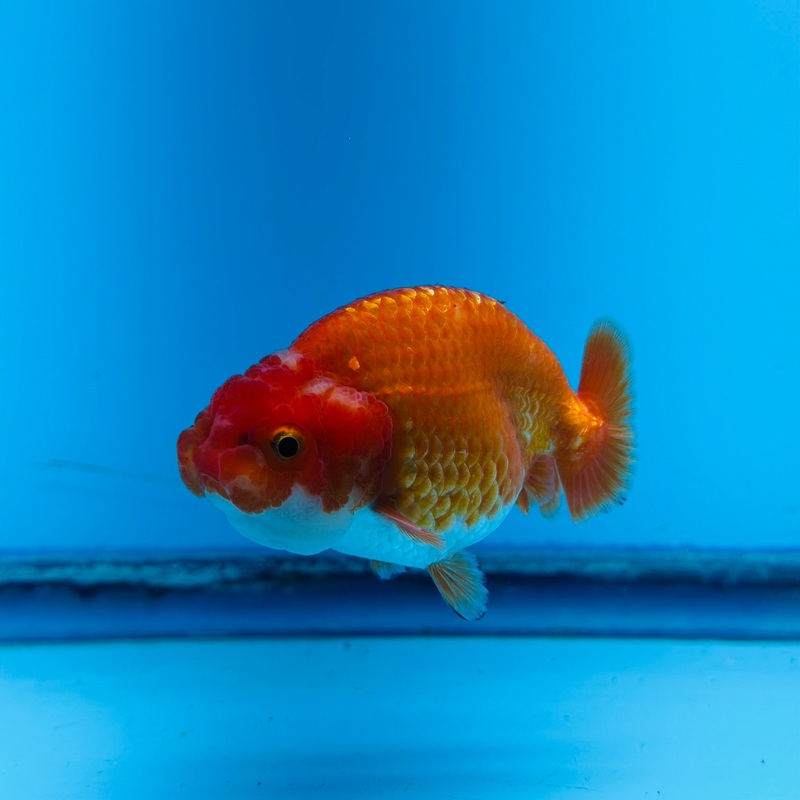 Thai Red/White Dragon Head Lionchu Ranchu 3.00 inch Body (KP-031)