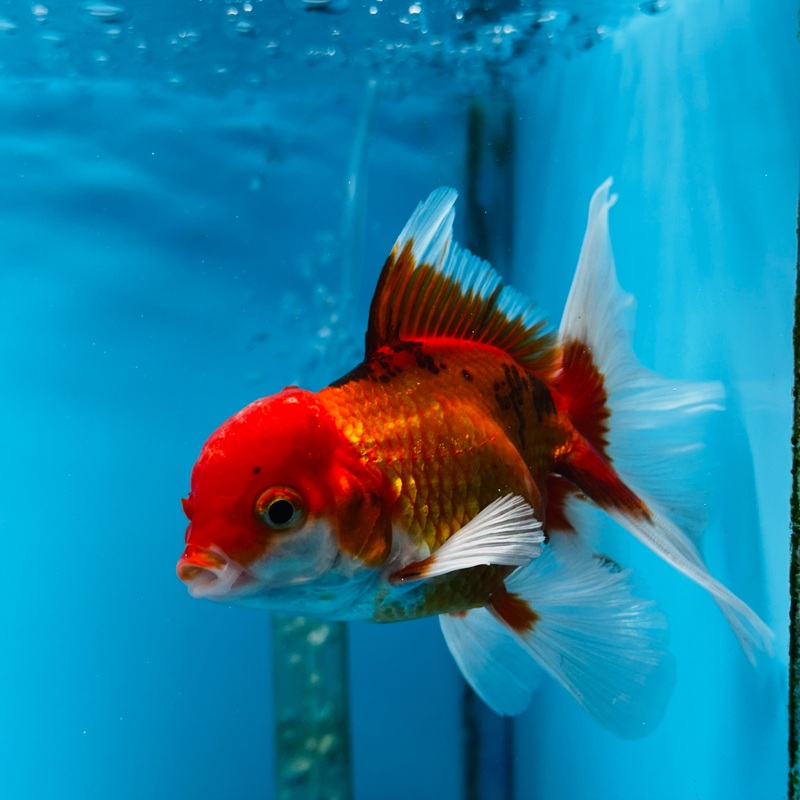 Thai Red/White Giant Breed Orchid Tail Oranda 3.00 inch Body (KP-013)R1B09