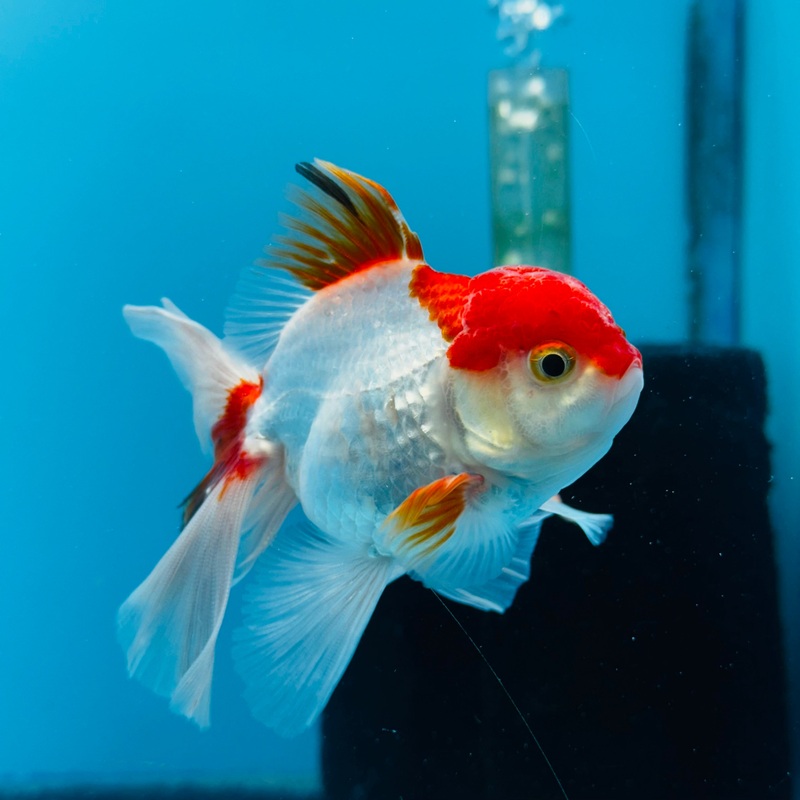 Thai Red/White Giant Breed Orchid Tail Oranda 3.00 inch Body (KP-016)R1B09