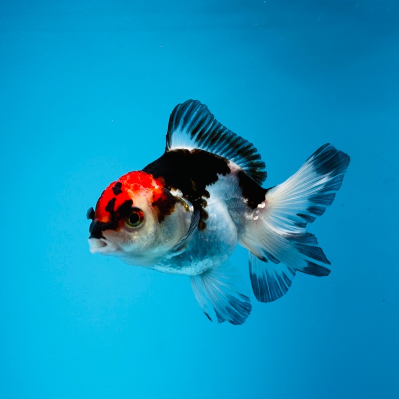 Thai Tri Color Giant Breed Orchid Tail Oranda 3.00 inch Body (KP-021)R1B09