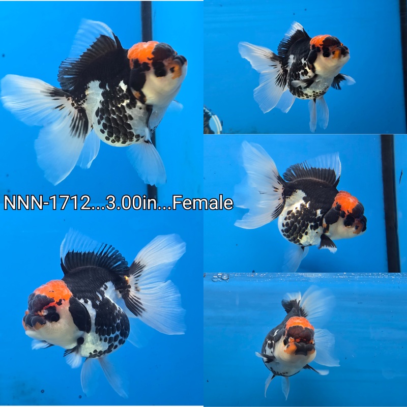 Thai Tri Color Oranda 3.00 inch Body Female (NNN-1712)R4B08