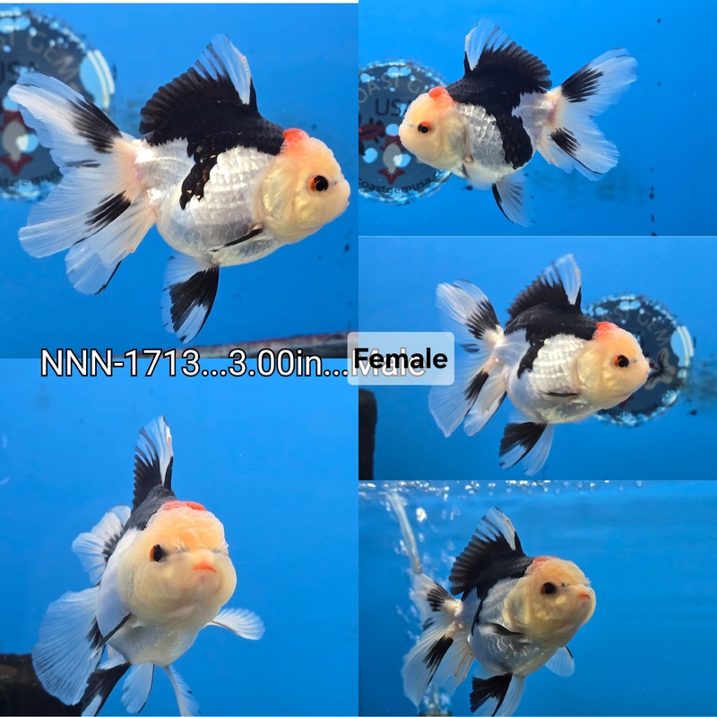 Thai Tri Color Oranda 3.00 inch Body Female (NNN-1713)R4B08