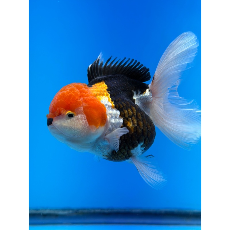 Thai Tri Color Oranda 4.00 inch Body Female (KP-042)R1A13