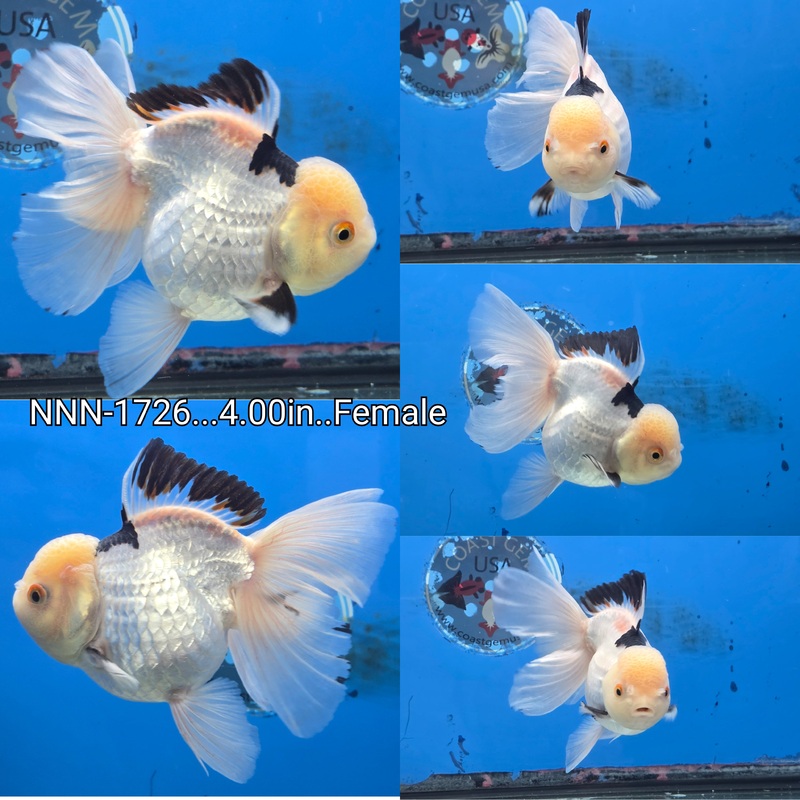 Thai Tri Color Oranda Orchid Tail 4.00 inch Body Female (NNN-1726)R1A11