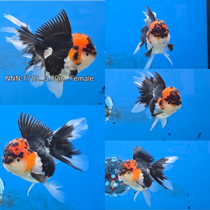 Thai Tri Color Oranda Peacock Tail 3.00 inch Body Female (NNN-1719)R4B11