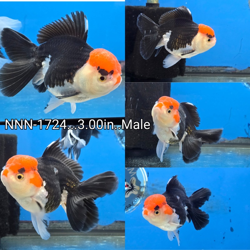 Thai Tri Color Oranda Peacock Tail 3.00 inch Body Female (NNN-1724)R4B14