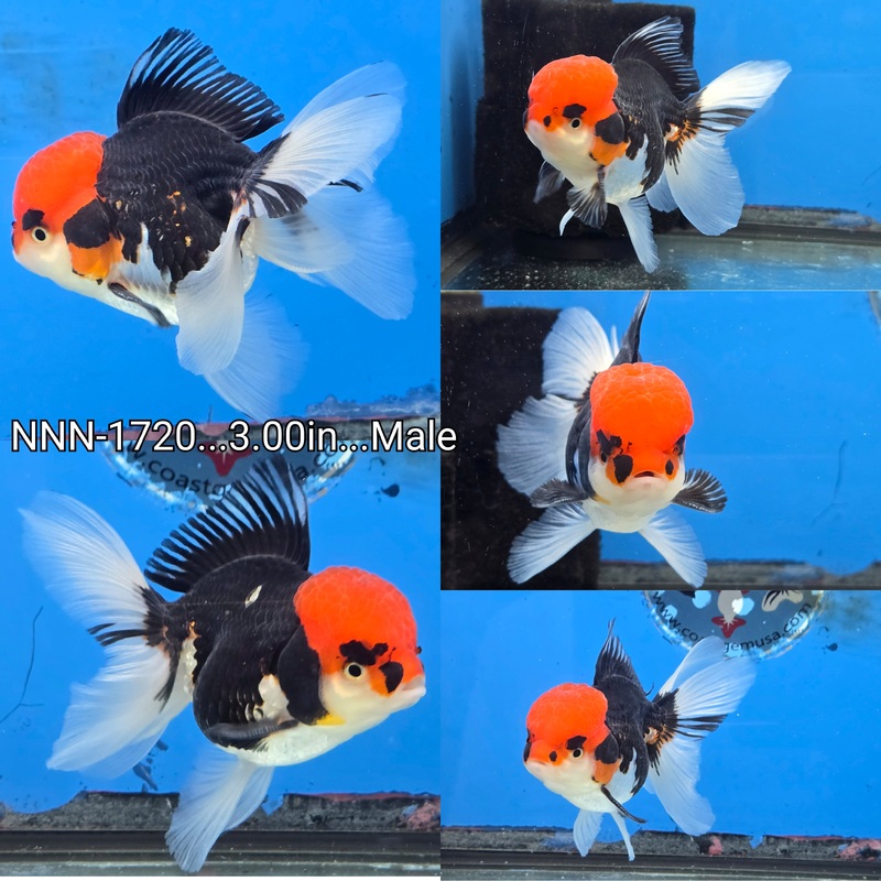 Thai Tri Color Oranda Peacock Tail 3.00 inch Body Male (NNN-1720)R4B12