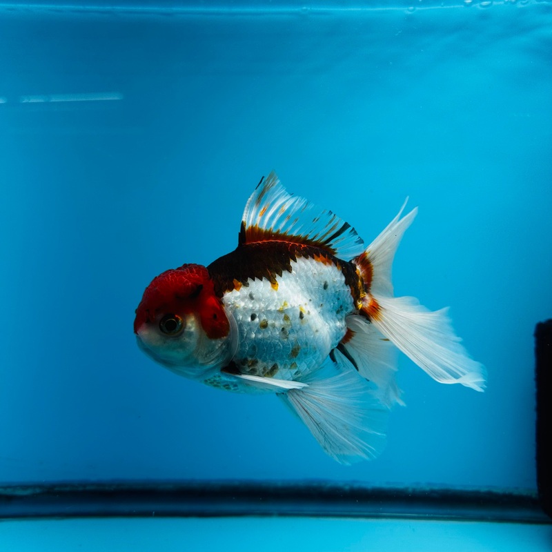 Thai Tri Color Orchid Tail Oranda 4.00 inch Body (KP-011)