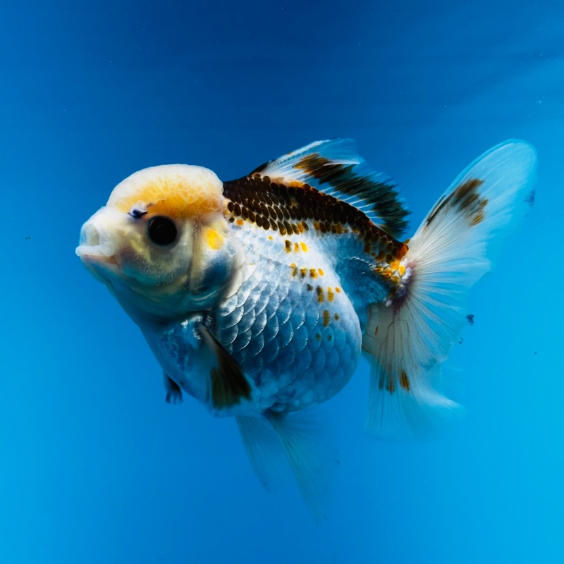 Thai Tri Color Orchid Tail Oranda 4.00 inch Body (KP-022) R1B09