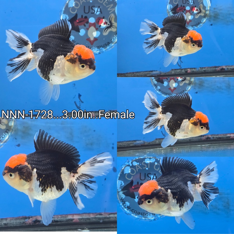 Thai Tri Color Peacock Tail Oranda 3.00 inch Body Female (NNN-1728)R4C09