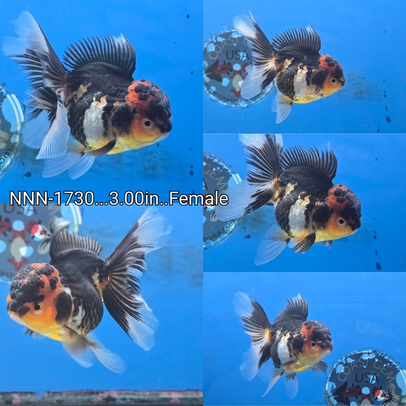 Thai Tri Color Peacock Tail Oranda 3.00 inch Body Female (NNN-1730)R4C10