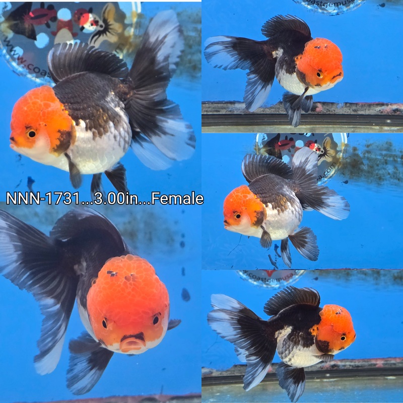 Thai Tri Color Peacock Tail Oranda 3.00 inch Body Female (NNN-1731)R1B12