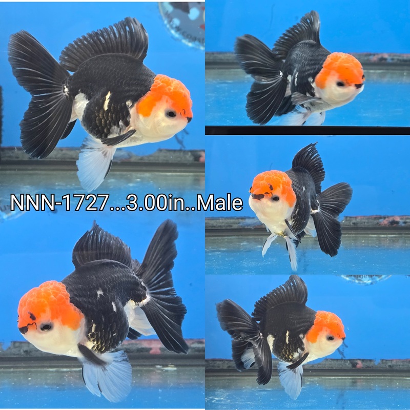Thai Tri Color Peacock Tail Oranda 3.00 inch Body Male (NNN-1727)R4C08