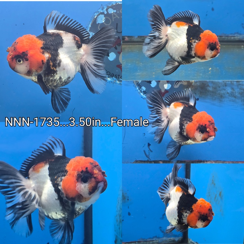 Thai Tri Color Peacock Tail Oranda 3.50 inch Body Female (NNN-1735)R1B12