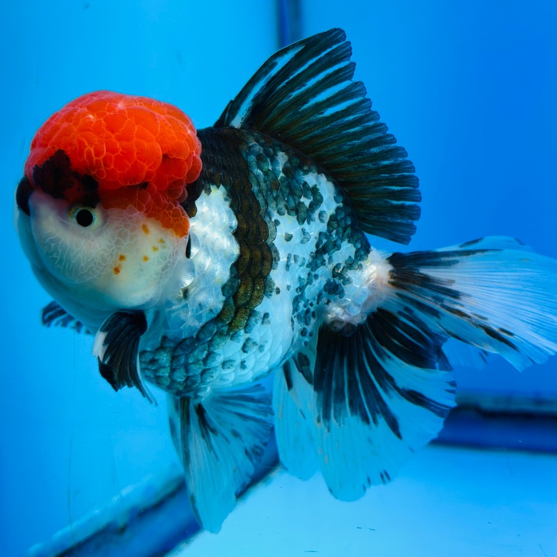 Tri-Color Red Cap Thai Oranda 4.00 inch Body Male (KP-045) R1A14