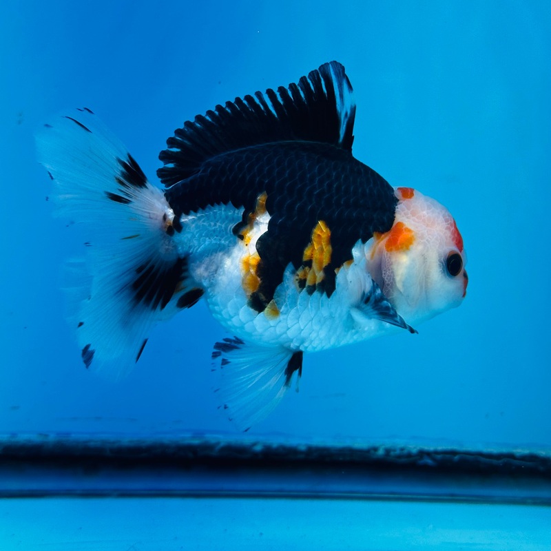 Tri-Color Thai Oranda 3.5 inch Body Female (KP-054) R1A07
