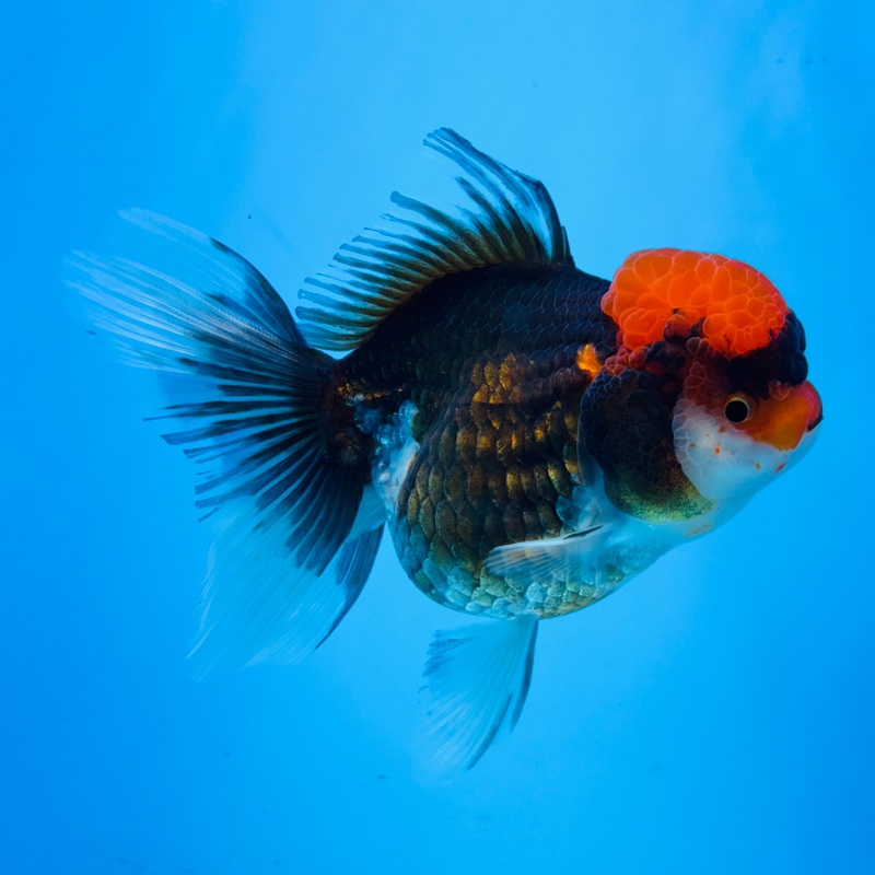 Tri-Color Thai Oranda 3.5 inch Body Female (KP-057) R1A07
