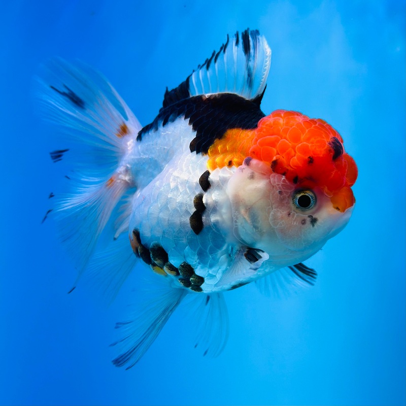 Tri-Color Thai Oranda 3.5 inch Body Female (KP-059) R1B07
