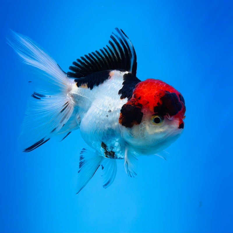 Tri-Color Thai Oranda 3.5 inch Body Female (KP-062) R1B07