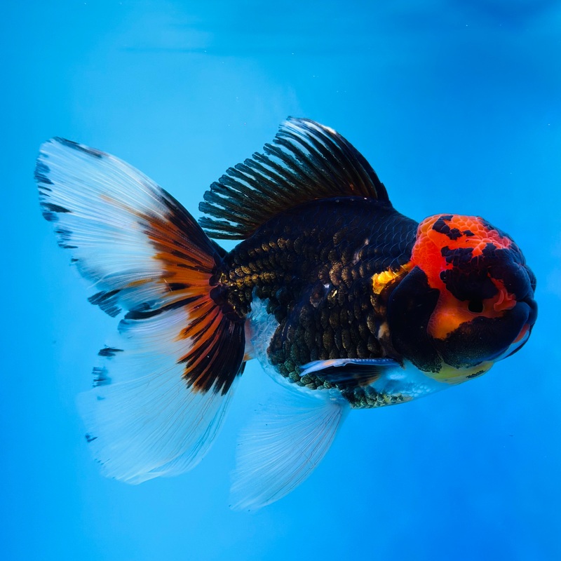 Tri-Color Thai Oranda 3.5 inch Body Male (KP-052) R1A13