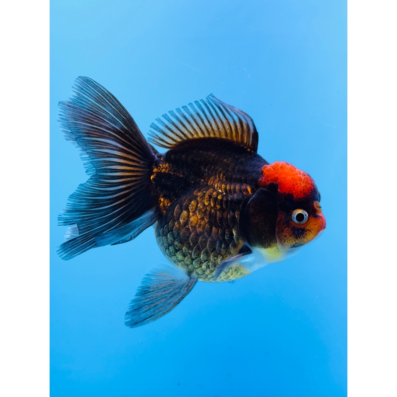 Tri-Color Thai Oranda 3.5 inch Body Male (KP-058) R1B07