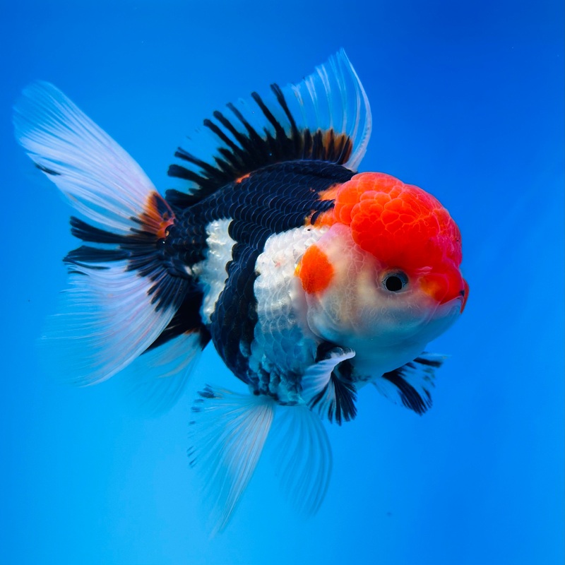 Tri-Color Thai Oranda 3.5 inch Body Male (KP-060) R1B07