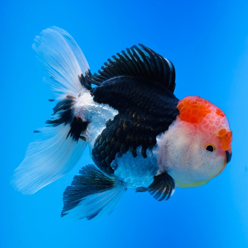 Tri-Color Thai Oranda 3.5 inch Body Male (KP-061) R1B07