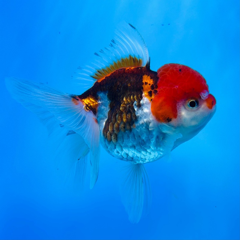 Tri-Color Thai Oranda 3 inch Body Female (KP-056) R1A07
