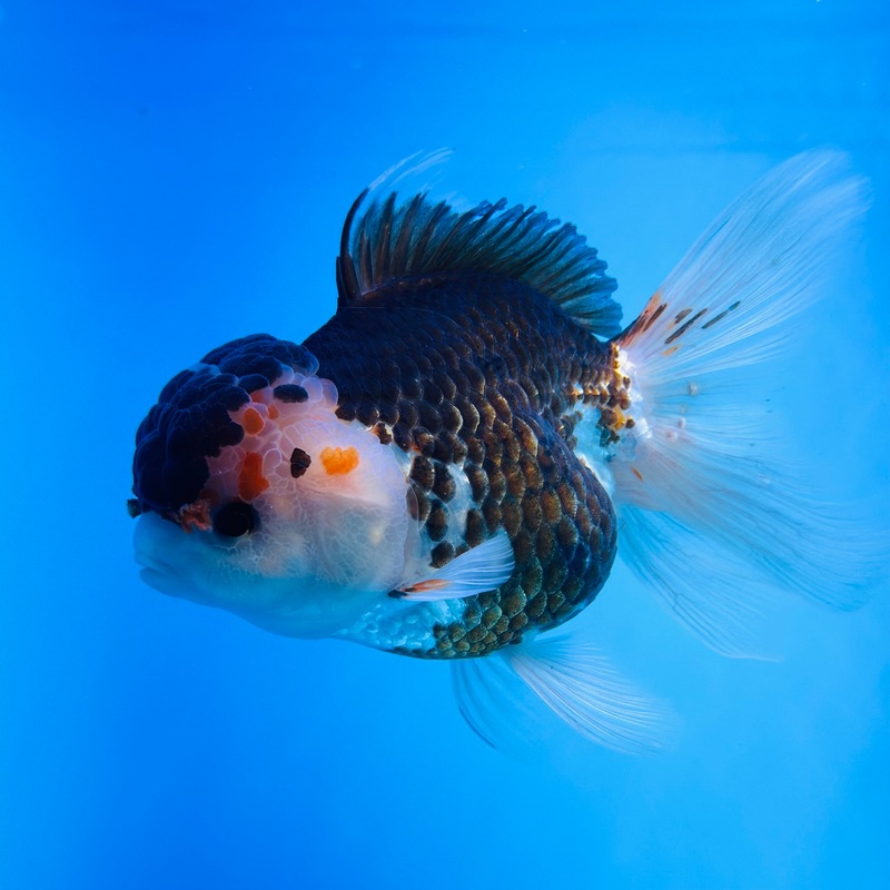 Tri-Color Thai Oranda 4.00 inch Body Female (KP-046) R1A14