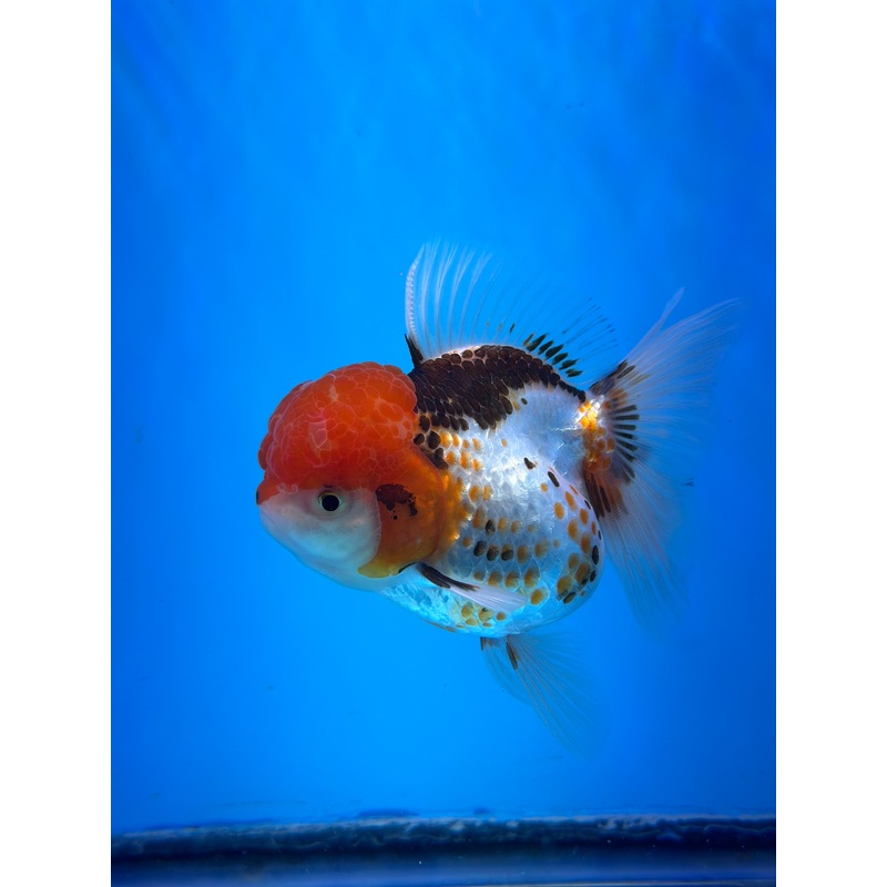Tri-Color Thai Oranda 4.00 inch Body Female (KP-047) R1A13