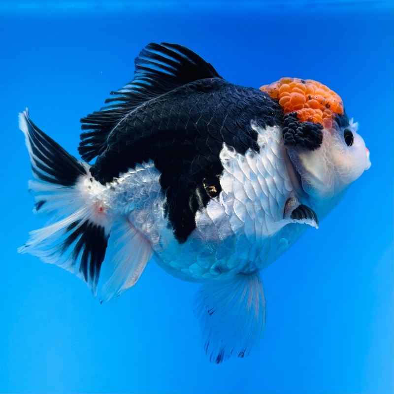 Tri-Color Thai Oranda 4 inch Body Female (KP-064) R1B08