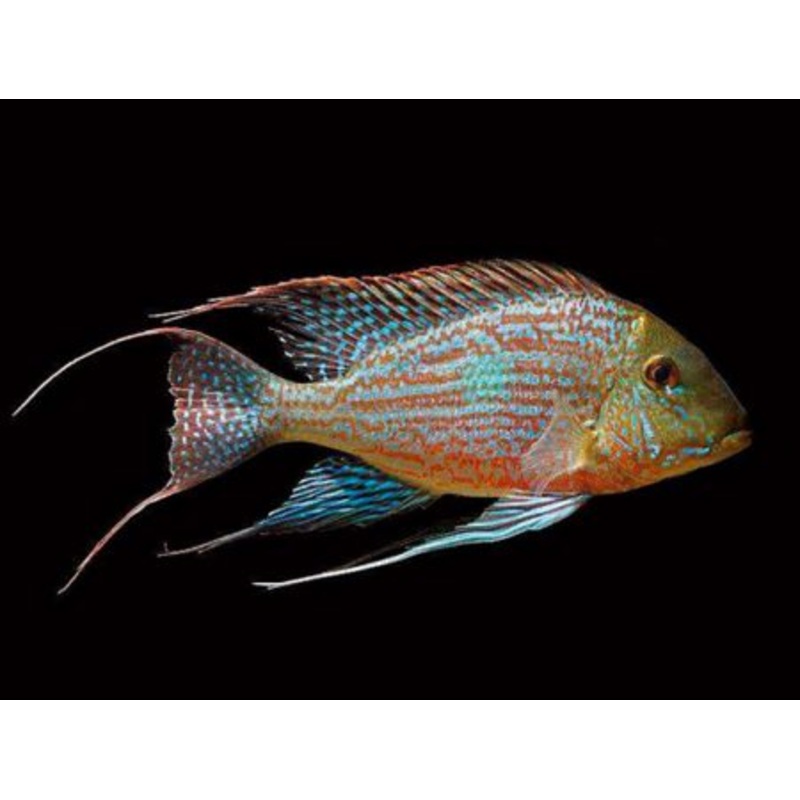 U062(TROP-212) Geophagus Sveni (Svens Eartheater Cichlid)