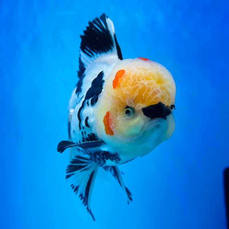 VIP Panda Thai Oranda 4.00 inch Body Male (KP-049) R1A13