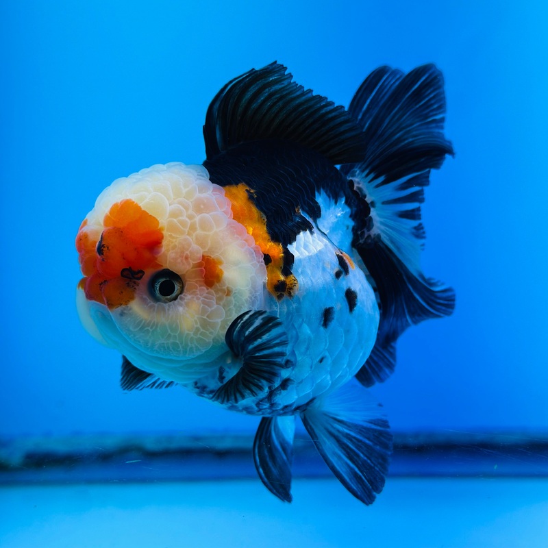 VIP Thai Tri Color Oranda 4.00 inch Body Female (KP-036)R1A13