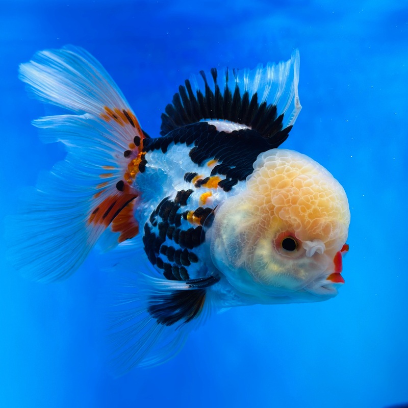VIP Tri-Color Thai Oranda 3.5 inch Body Female (KP-051) R1A13
