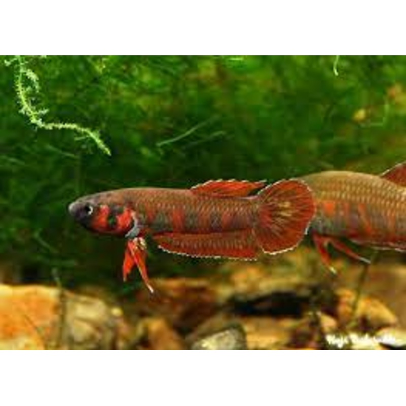 (WBP-08) Rubra wild betta